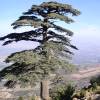 Cedar, Atlas