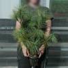Pine, Himalayan Blue