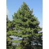Pine, Himalayan Blue