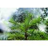 Pine, Wollemi