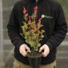 Photinia, dwarf