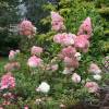 Hydrangea, panicle Vanilla Strawberry