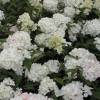 Hydrangea, panicle Vanilla Strawberry