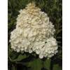 Hydrangea, panicle Vanilla Strawberry