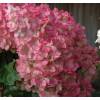 Hydrangea, panicle Vanilla Strawberry