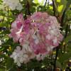 Hydrangea, panicle Vanilla Strawberry