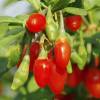 Goji
