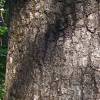 Oak, California Black