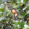Oak, ubame