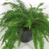 Boston Fern + Anthracite Cachepot