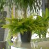 Boston Fern + Anthracite Cachepot