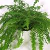 Boston Fern + White Cachepot