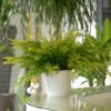 Boston Fern + White Cachepot