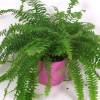 Boston Fern + Pink Cachepot