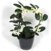 Madagascar Jasmine + Anthracite Cachepot