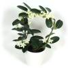 Madagascar Jasmine + White Cachepot