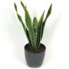 Sansevieria + Anthracite Cachepot