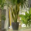 Sansevieria + Anthracite Cachepot