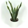 Sansevieria + White Cachepot