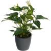 Anthurium White + Anthracite Cachepot