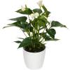 Anthurium White + White Cachepot