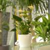 Anthurium White + White Cachepot