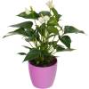 Anthurium White + Pink Cachepot