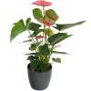 Anthurium pink   Antracite Cachepot