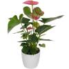 Anthurium pink + White Cachepot