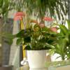 Anthurium pink + White Cachepot