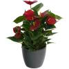 Anthurium red + Anthracite Cachepot