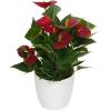 Anthurium red + White Cachepot