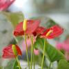 Anthurium red + White Cachepot