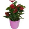 Anthurium red + Pink Cachepot