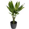 Dracaena Massangeana + Anthracite Cachepot