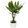 Dracaena Massangeana + White Cachepot