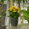 Kalanchoe yellow + Anthracite Cachepot