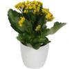 Kalanchoe yellow + White Cachepot