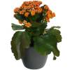 Kalanchoe orange + Anthracite Cachepot