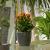 Kalanchoe orange + Anthracite Cachepot