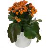 Kalanchoe orange + White Cachep