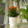 Kalanchoe orange + White Cachep