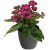 Kalanchoe pink + Anthracite Cachepot