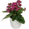 Kalanchoe pink + White Cachepot