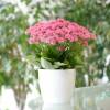 Kalanchoe pink + White Cachepot