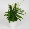 Spathiphyllum + White Cachepot