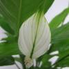 Spathiphyllum + White Cachepot