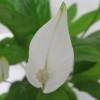 Spathiphyllum + White Cachepot