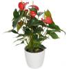 Interior Plant - Anthurium red + White Cachepot