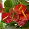 Interior Plant - Anthurium red + White Cachepot